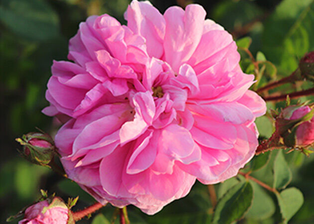 MORE ABOUT ROSE